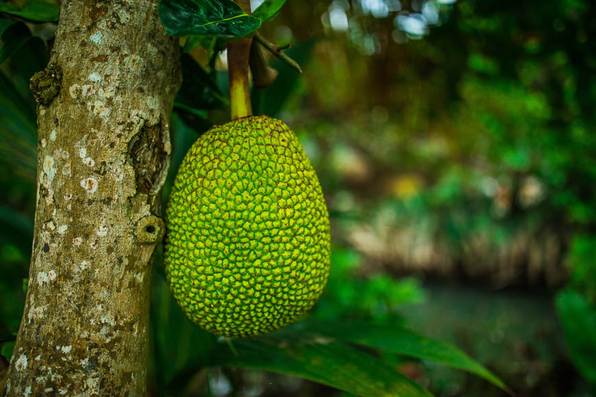 best fruits vietnam travel